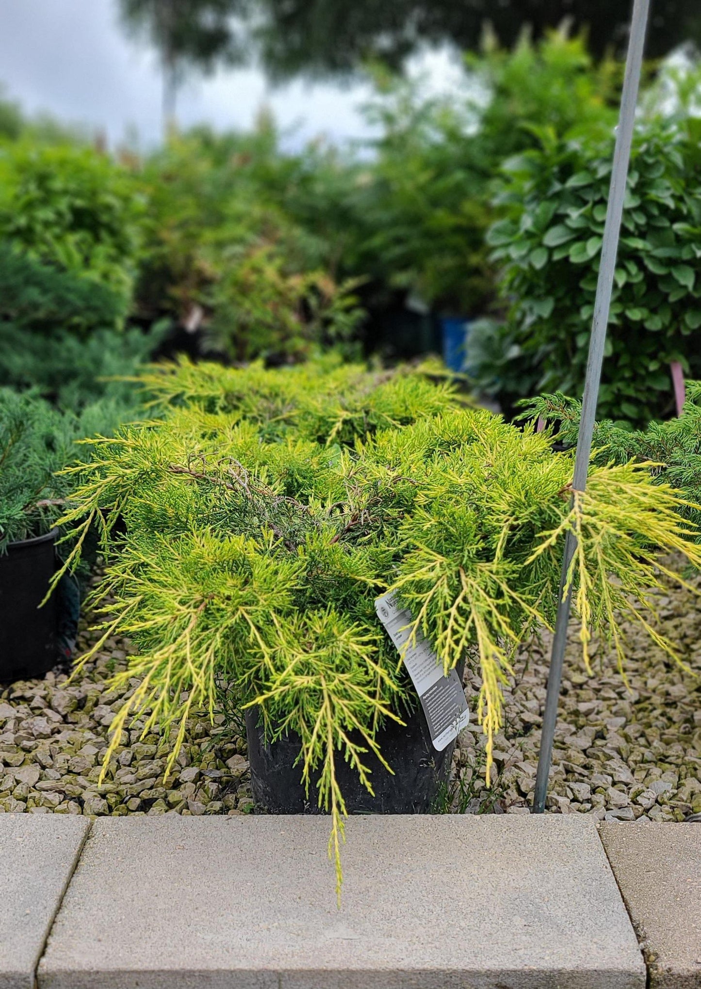 Juniperus Chinensis 'pfitzeriana Gold Lace' - View 36 from www redcrocus com