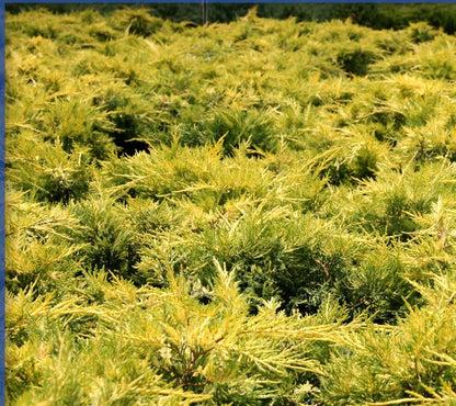 Juniperus Chinensis 'pfitzeriana Gold Lace' - View 37 from www redcrocus com