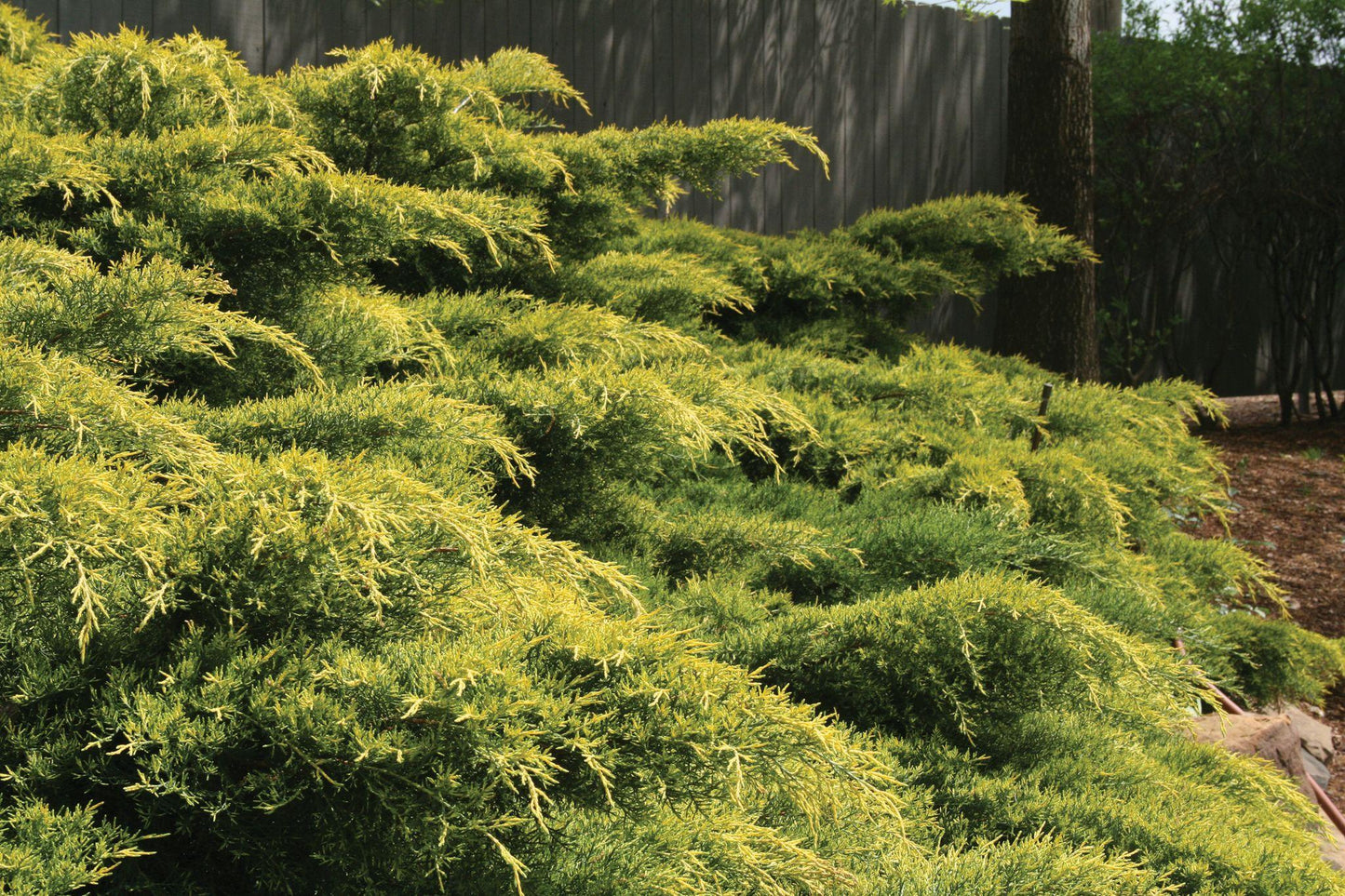 Juniperus Chinensis 'pfitzeriana Gold Lace' - View 38 from www redcrocus com