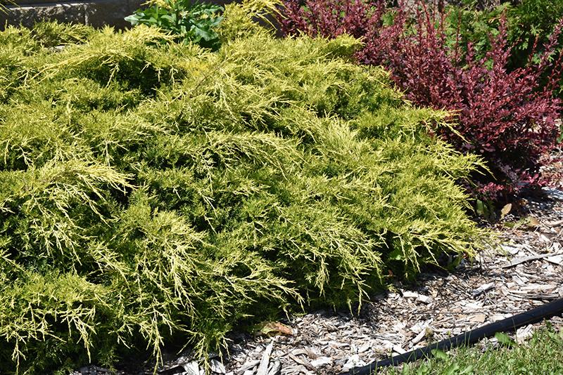 Juniperus Chinensis 'pfitzeriana Gold Lace' - View 3 from www redcrocus com