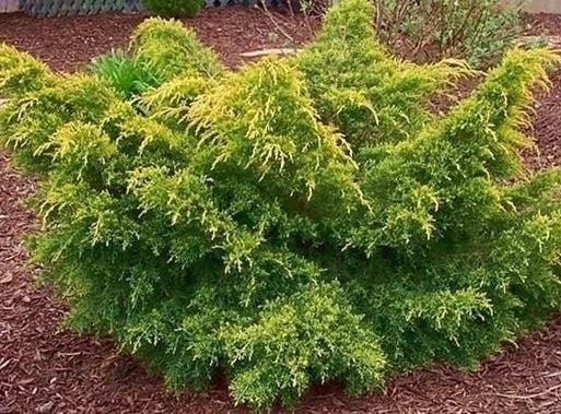 Juniperus Chinensis 'pfitzeriana Gold Lace' - View 4 from www redcrocus com