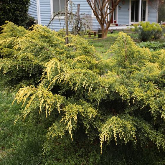 Juniperus Chinensis 'pfitzeriana Gold Lace' - View 6 from www redcrocus com