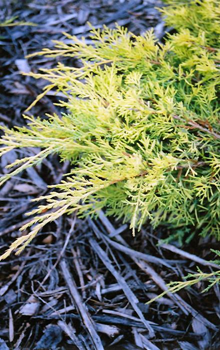 Juniperus Chinensis 'pfitzeriana Gold Lace' - View 8 from www redcrocus com