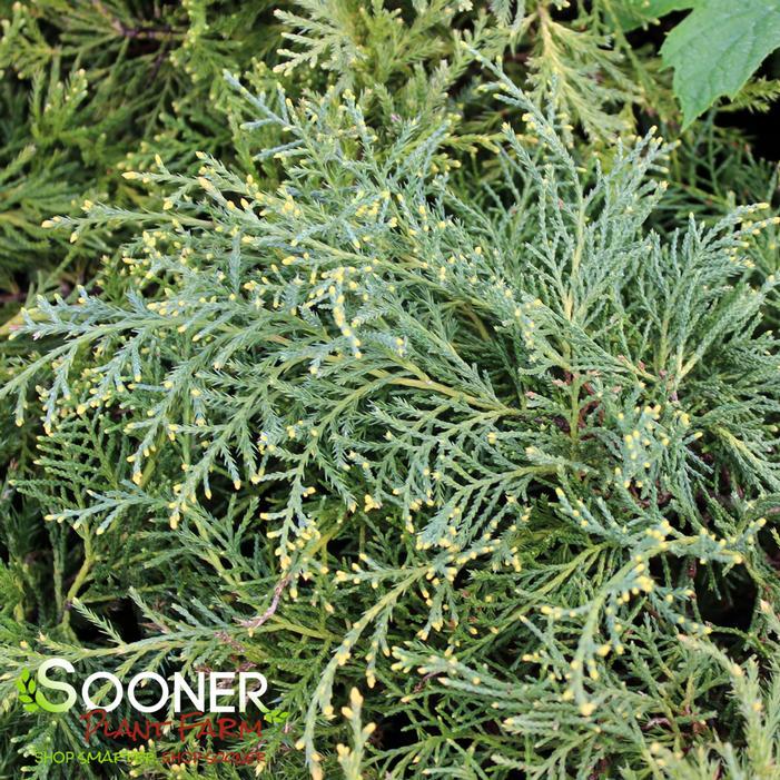 Juniperus Chinensis 'pfitzeriana Gold Lace' - View 9 from www redcrocus com