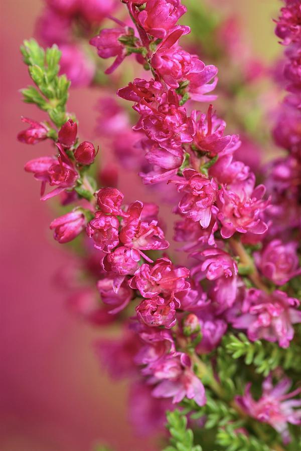 Calluna Vulgaris 'dark Beauty' - View 11 from www redcrocus com