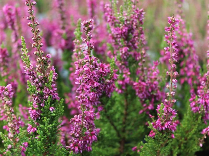 Calluna Vulgaris 'dark Beauty' - View 16 from www redcrocus com