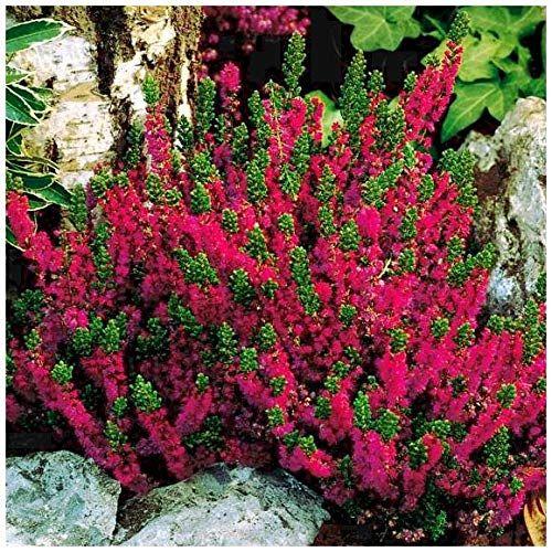 Calluna Vulgaris 'dark Beauty' - View 25 from www redcrocus com