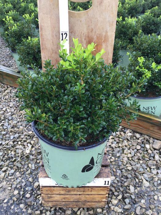 Buxus Newgen Independence - View 10 from www redcrocus com