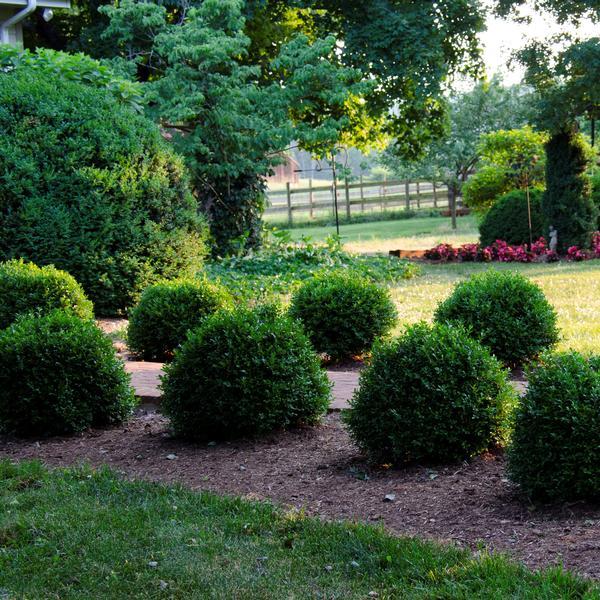 Buxus Newgen Independence - View 12 from www redcrocus com