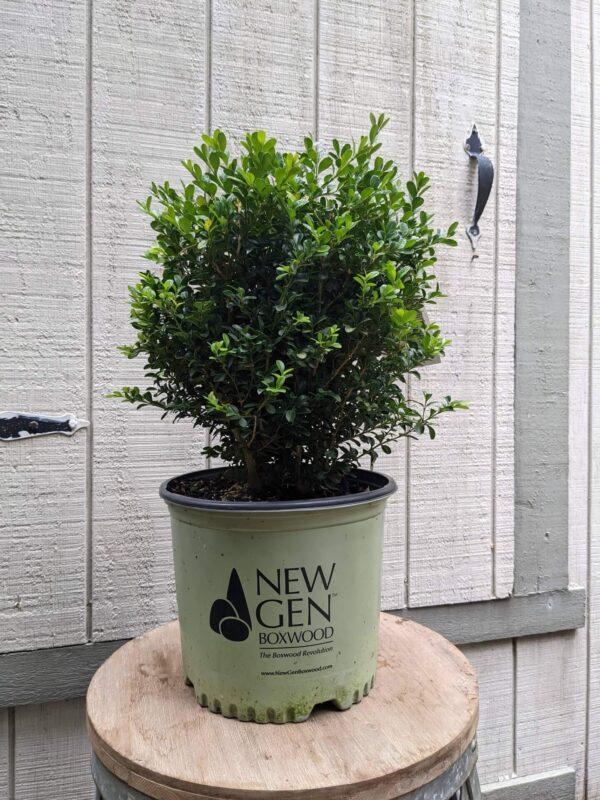 Buxus Newgen Independence - View 14 from www redcrocus com