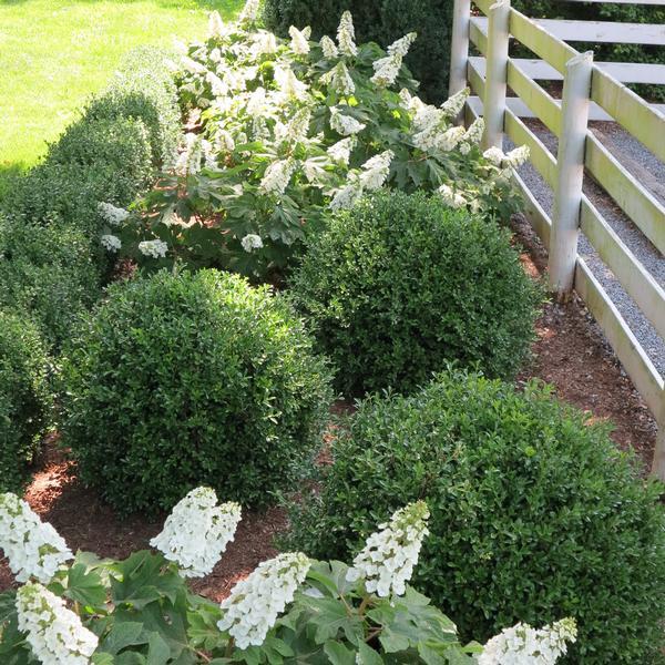 Buxus Newgen Independence - View 15 from www redcrocus com