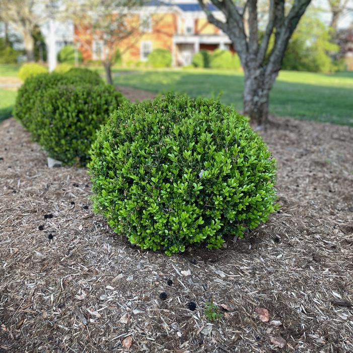 Buxus Newgen Independence - View 17 from www redcrocus com