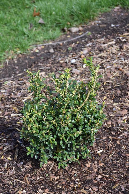 Buxus Newgen Independence - View 18 from www redcrocus com