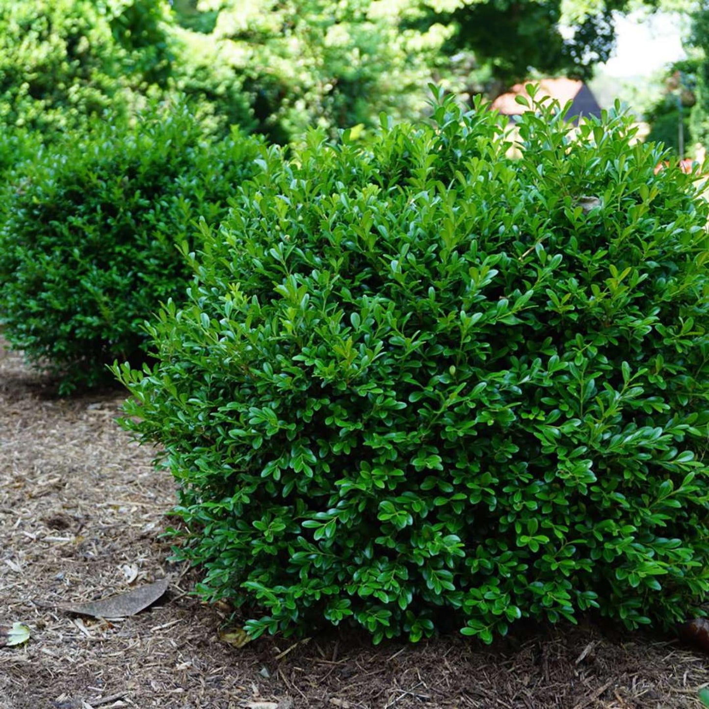 Buxus Newgen Independence - View 2 from www redcrocus com