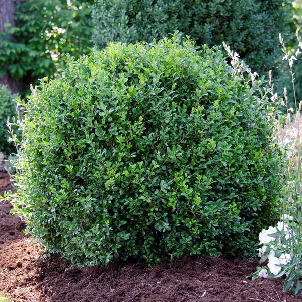 Buxus Newgen Independence - View 3 from www redcrocus com