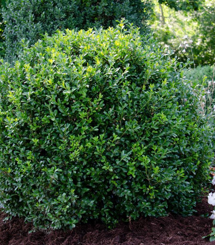 Buxus Newgen Independence - View 4 from www redcrocus com