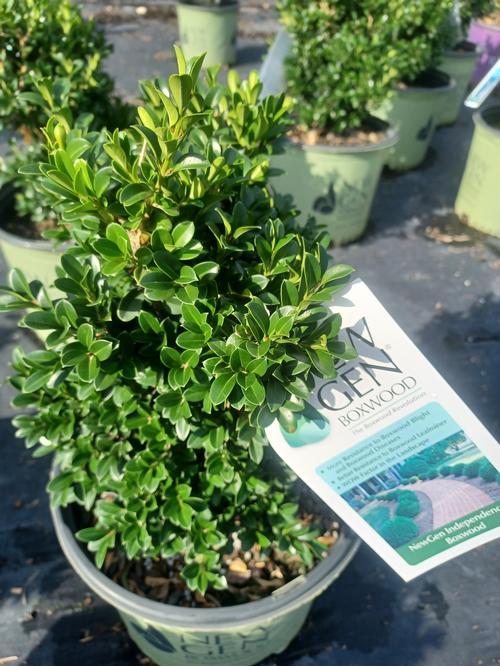 Buxus Newgen Independence - View 5 from www redcrocus com