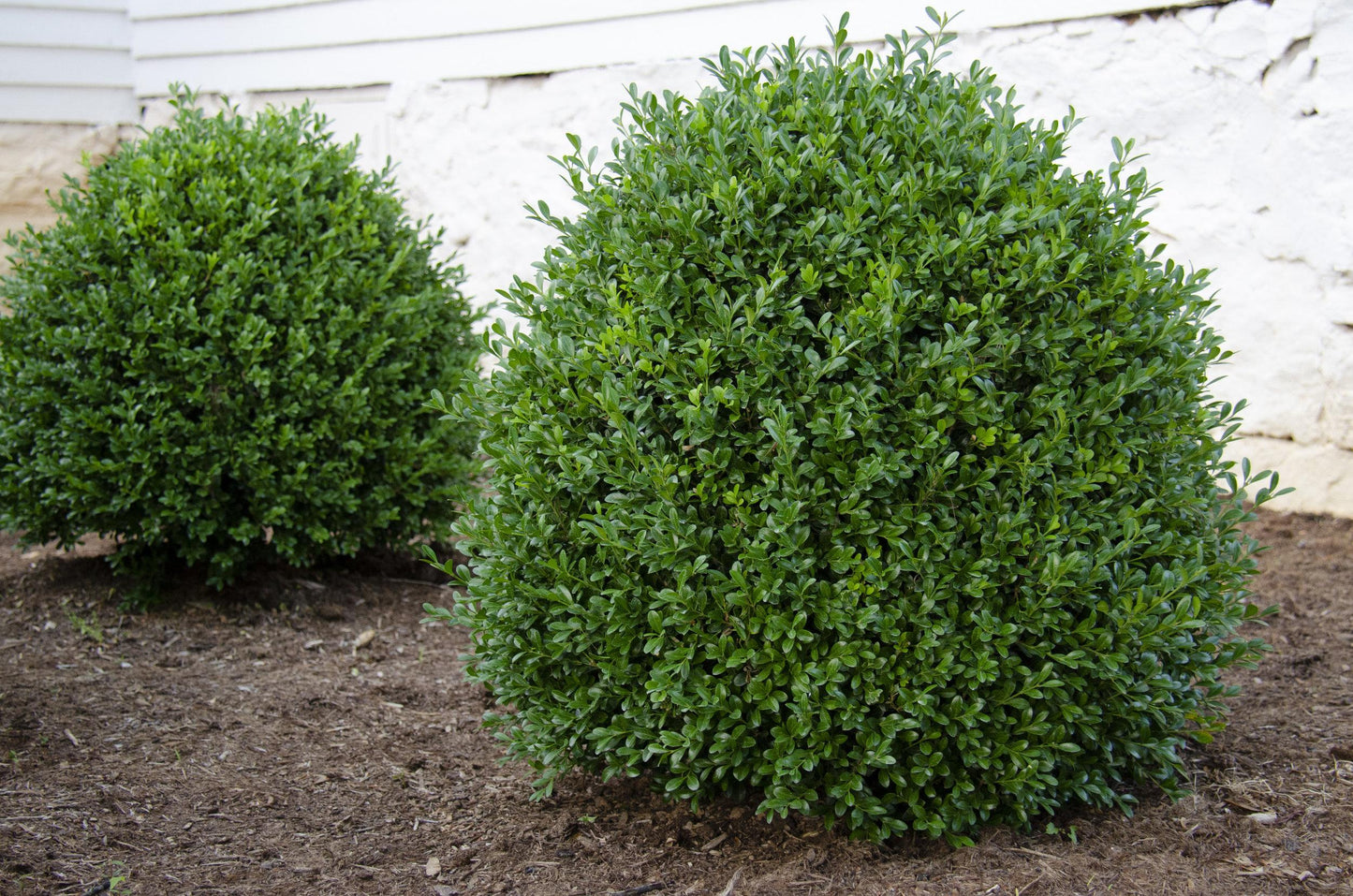 Buxus Newgen Independence - View 8 from www redcrocus com