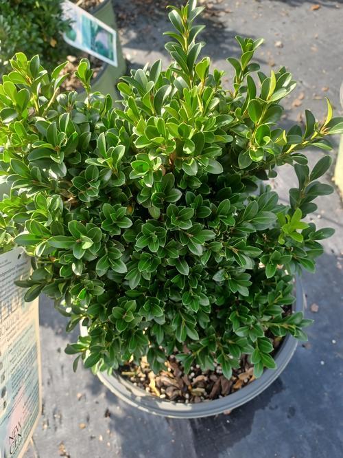 Buxus Newgen Independence - View 9 from www redcrocus com