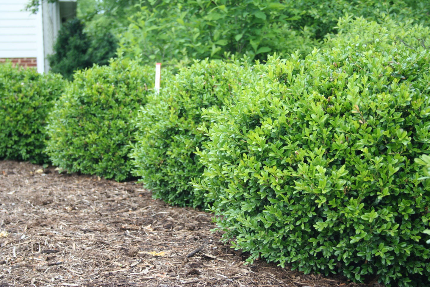 Buxus Newgen Freedom - View 10 from www redcrocus com