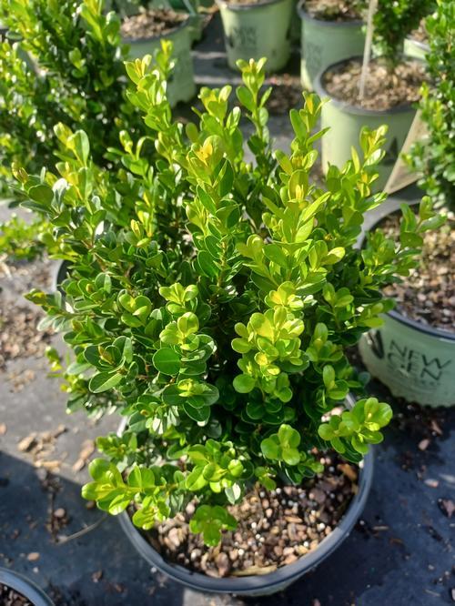 Buxus Newgen Freedom - View 11 from www redcrocus com