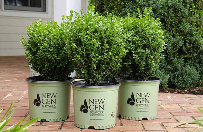 Buxus Newgen Freedom - View 12 from www redcrocus com