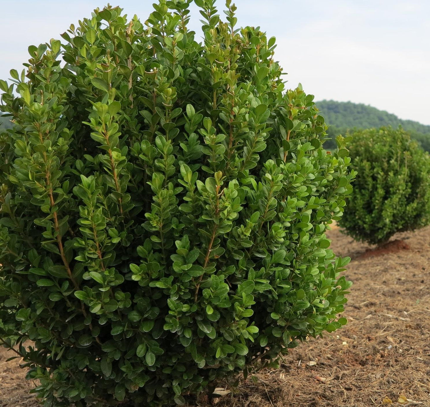 Buxus Newgen Freedom - View 13 from www redcrocus com