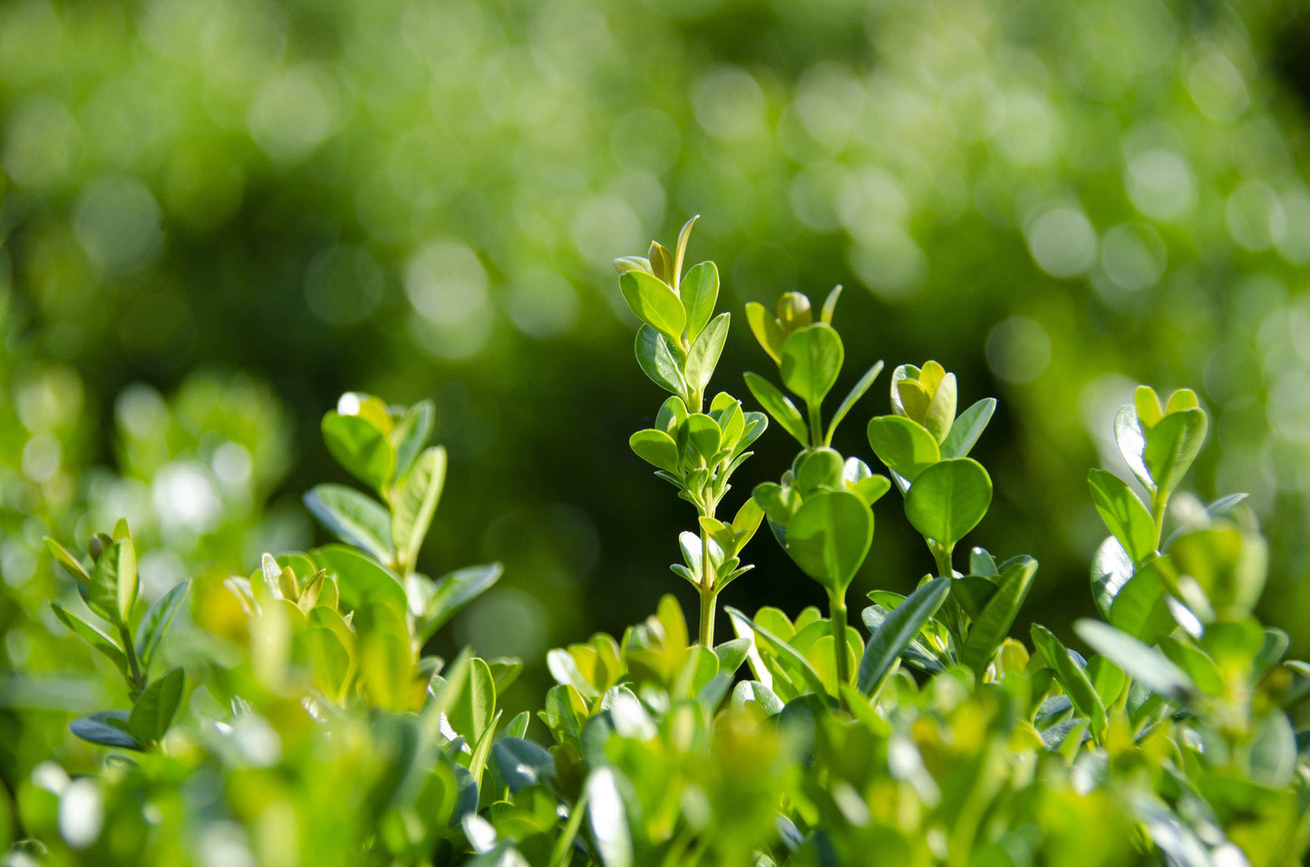 Buxus Newgen Freedom - View 14 from www redcrocus com