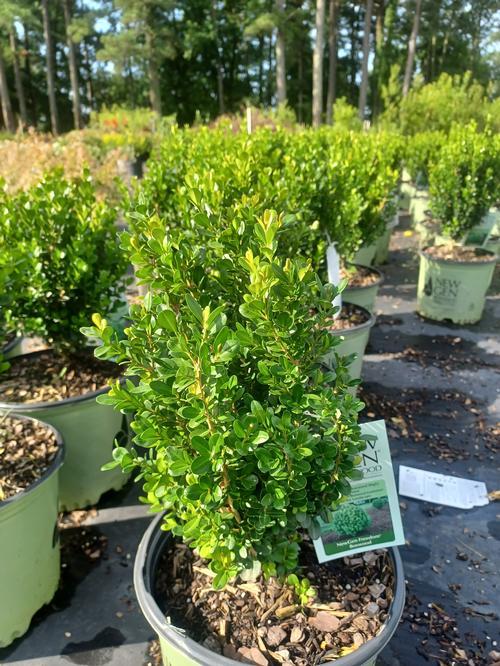 Buxus Newgen Freedom - View 18 from www redcrocus com