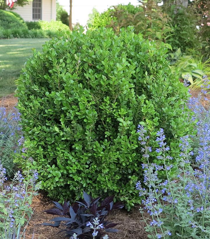 Buxus Newgen Freedom - View 2 from www redcrocus com