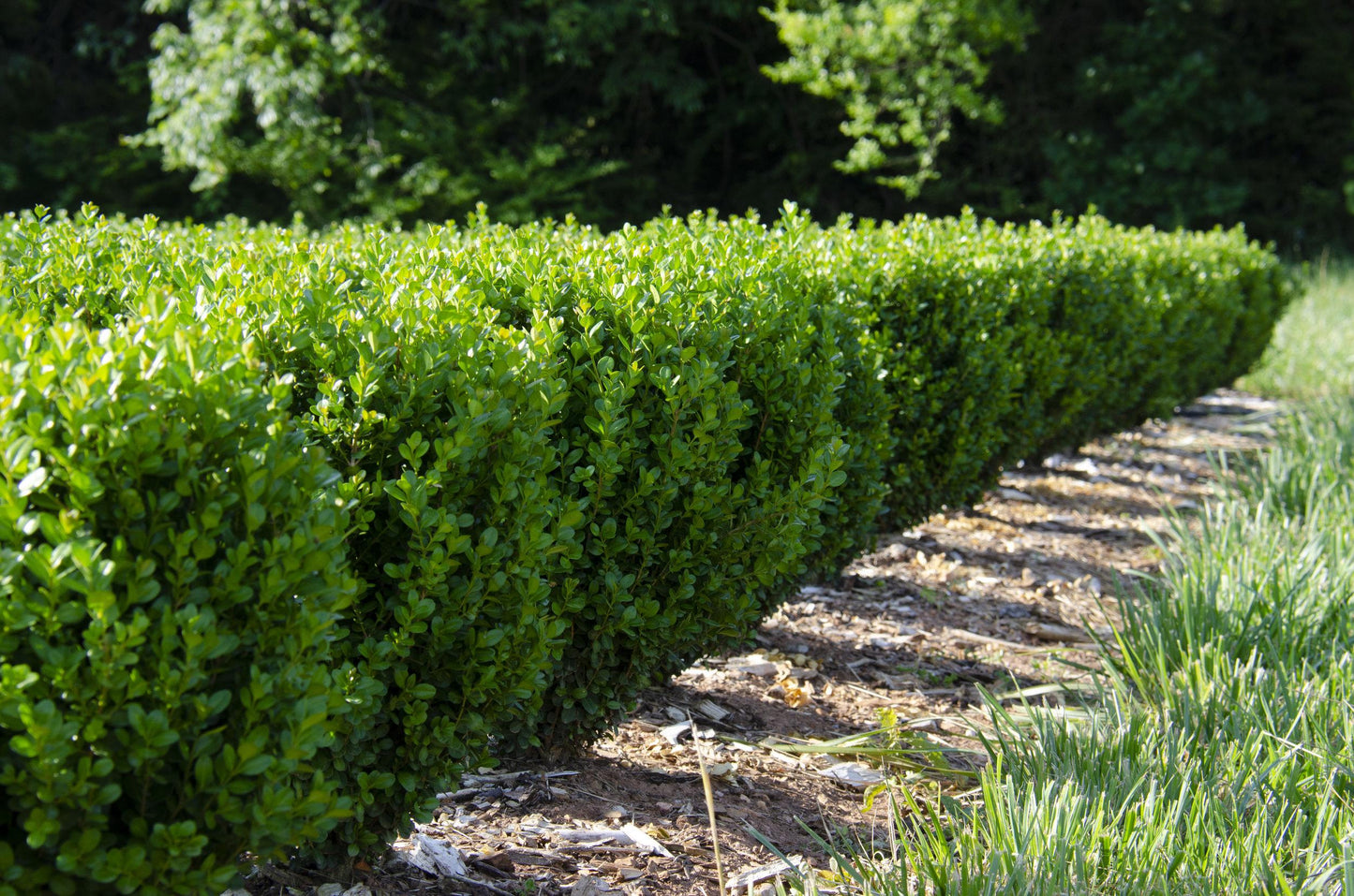 Buxus Newgen Freedom - View 4 from www redcrocus com