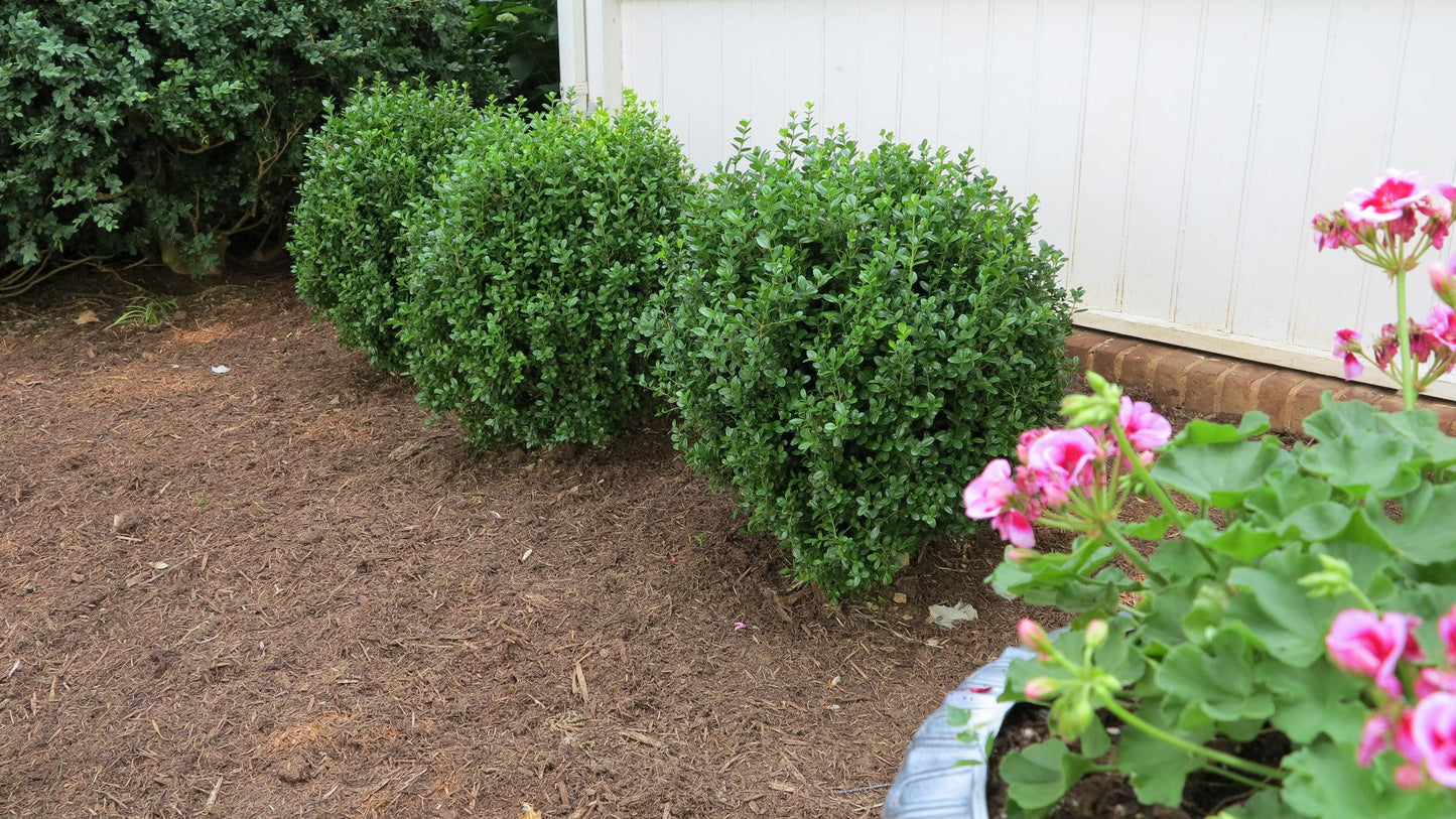 Buxus Newgen Freedom - View 5 from www redcrocus com