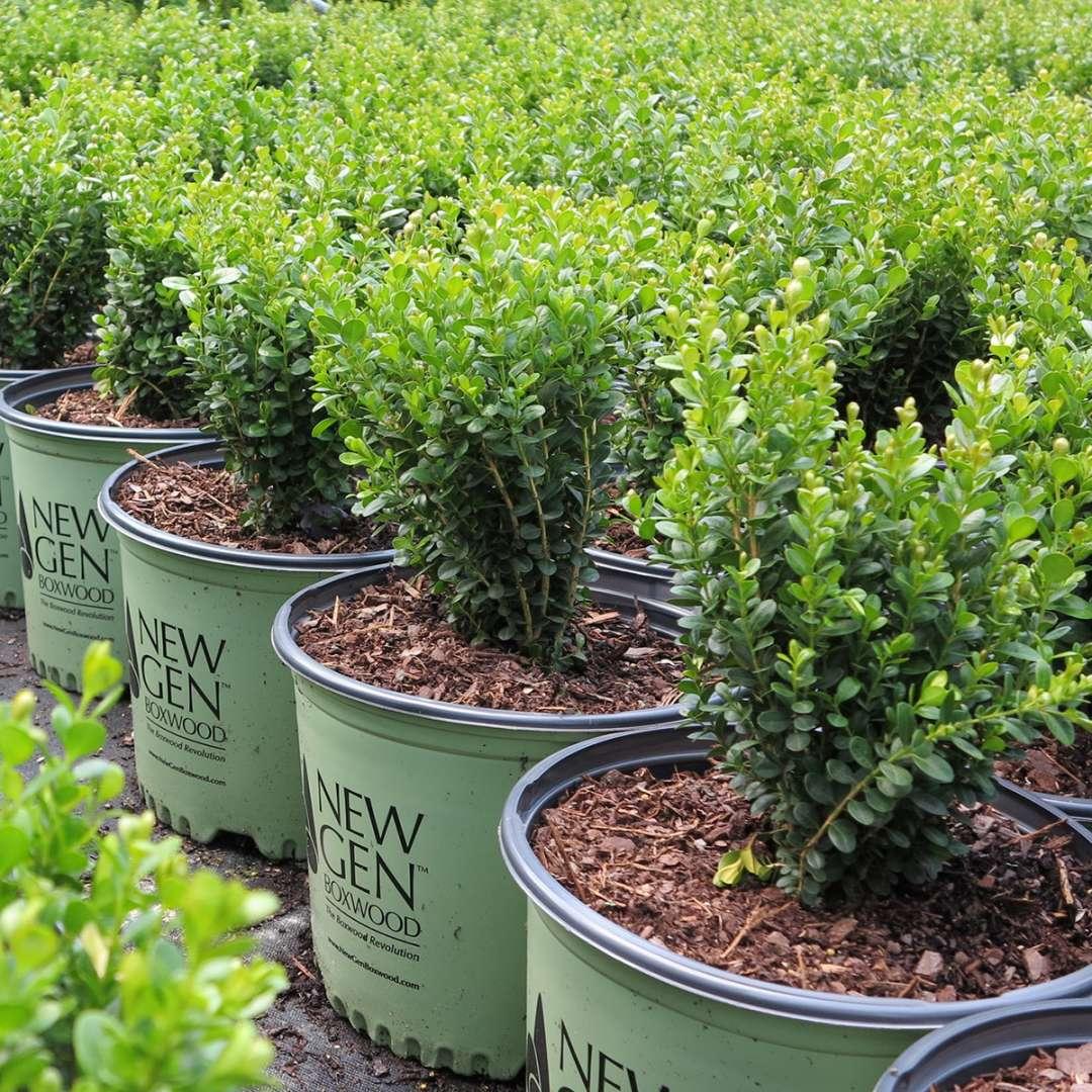 Buxus Newgen Freedom - View 7 from www redcrocus com