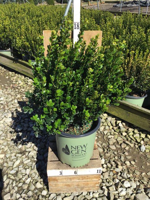 Buxus Newgen Freedom - View 9 from www redcrocus com