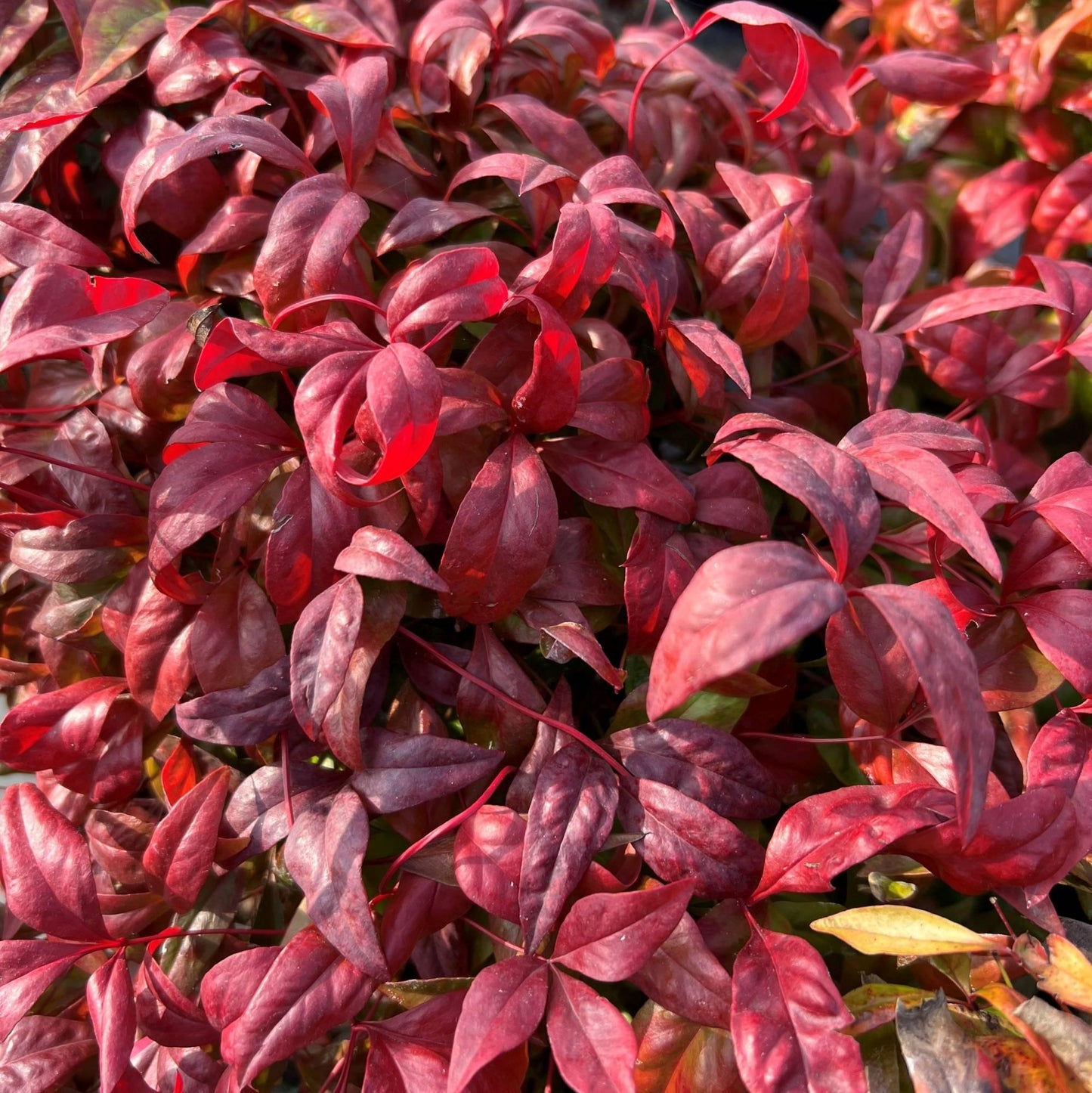 Nandina Domestica Firepower - View 11 from www redcrocus com