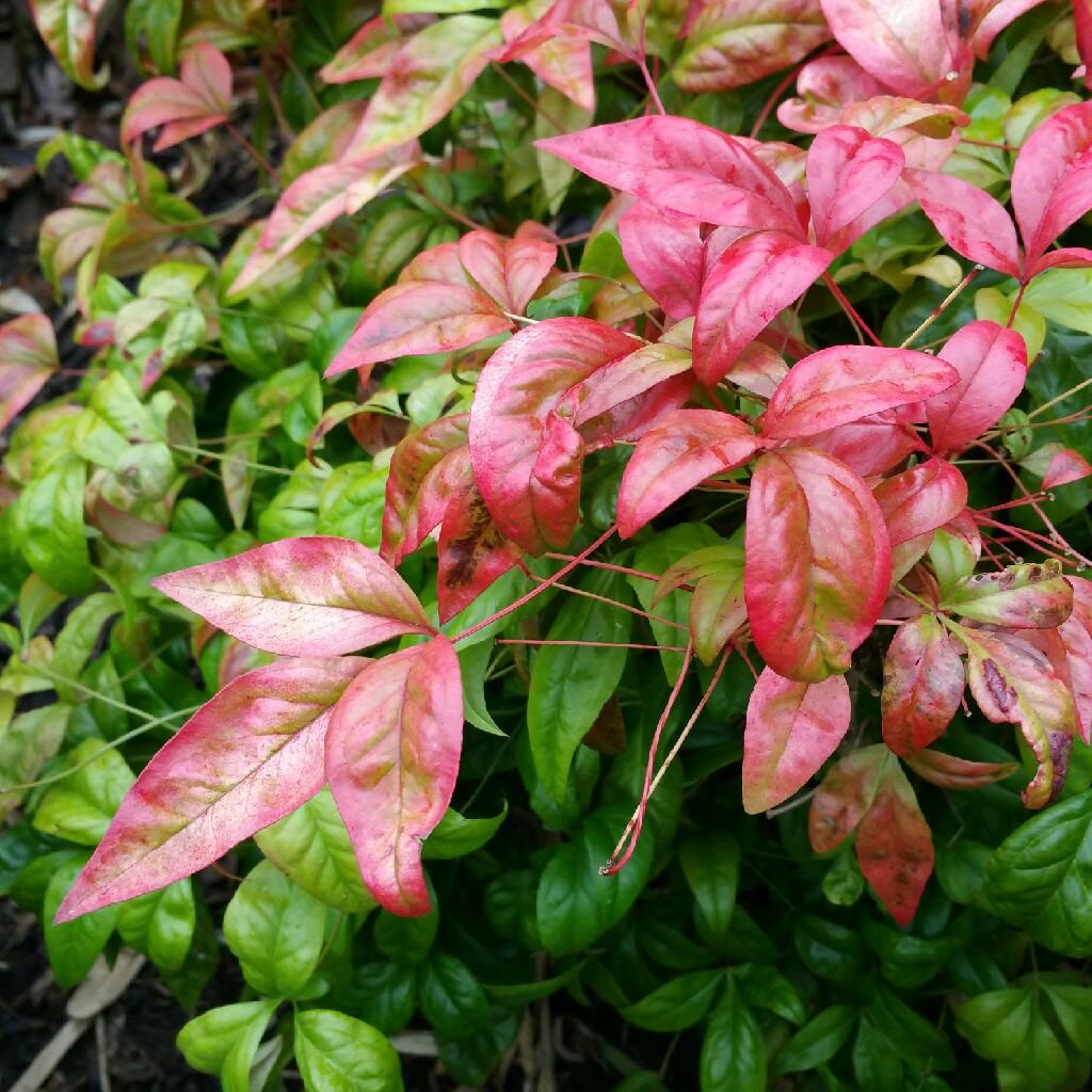 Nandina Domestica Firepower - View 12 from www redcrocus com