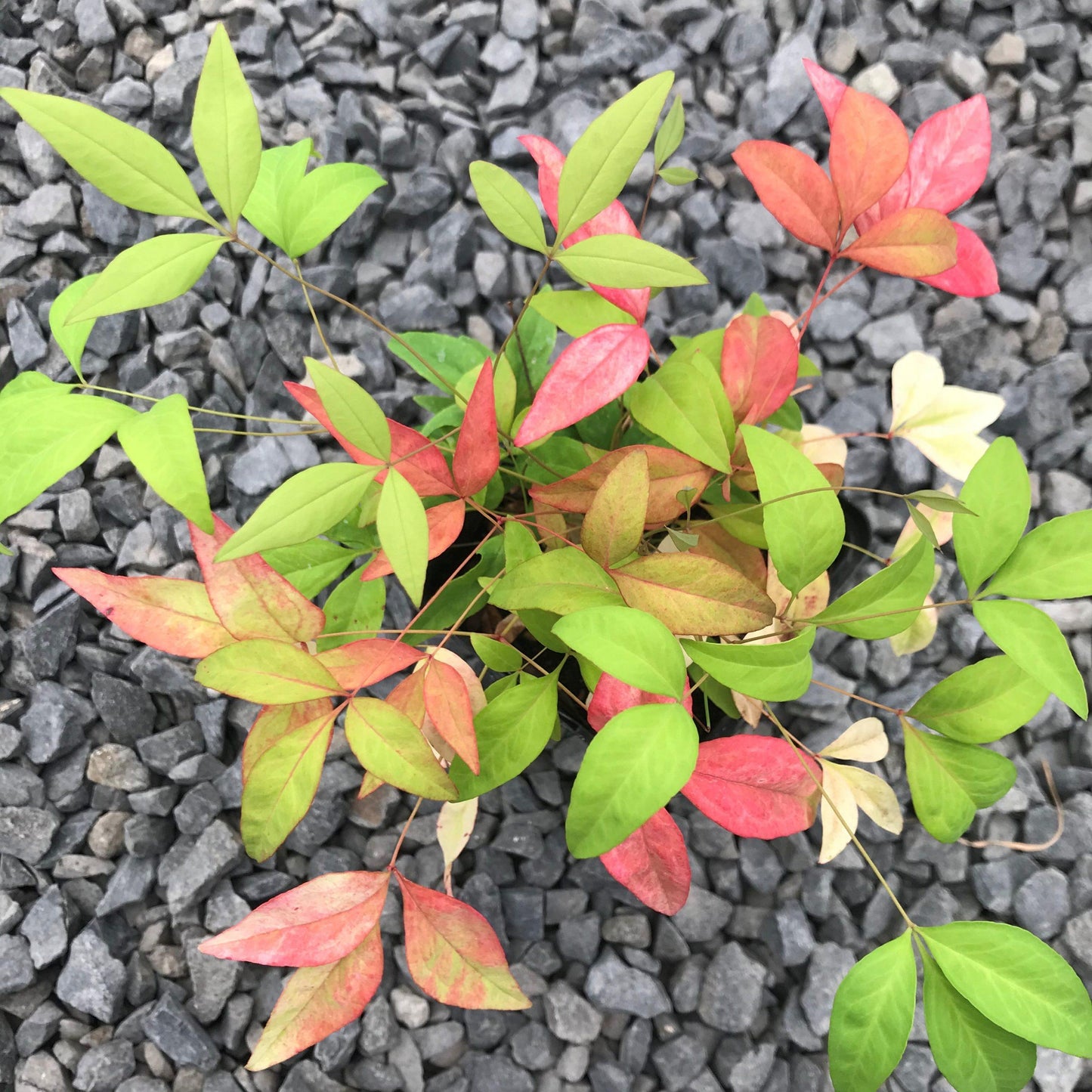 Nandina Domestica Firepower - View 13 from www redcrocus com
