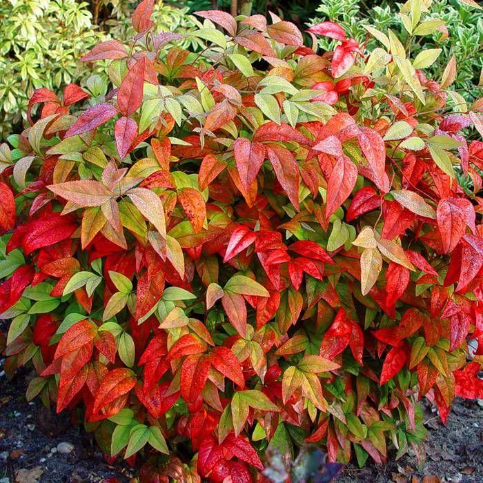 Nandina Domestica Firepower - View 14 from www redcrocus com