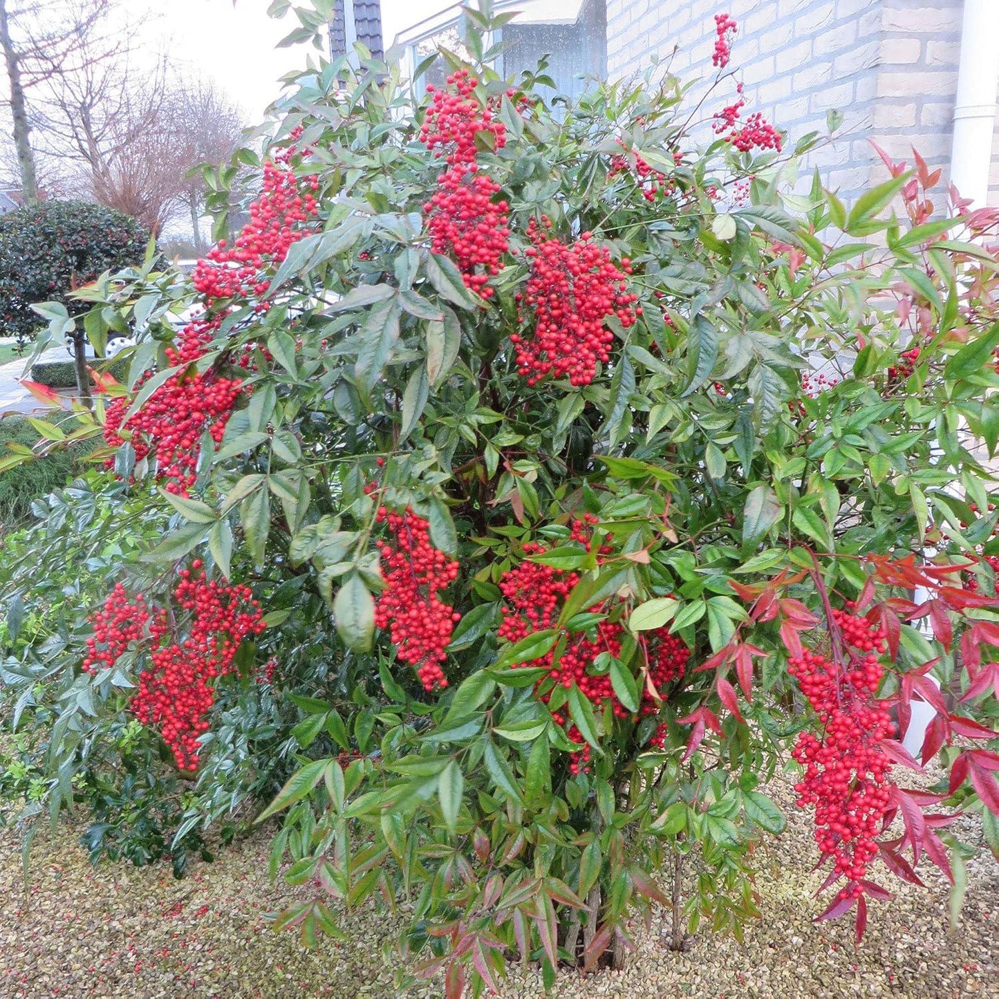 Nandina Domestica Firepower - View 15 from www redcrocus com