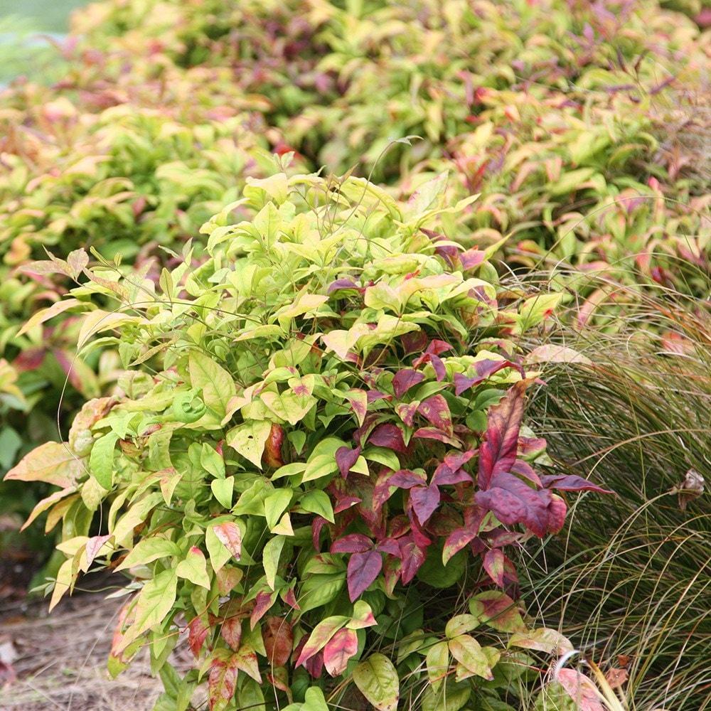 Nandina Domestica Firepower - View 16 from www redcrocus com