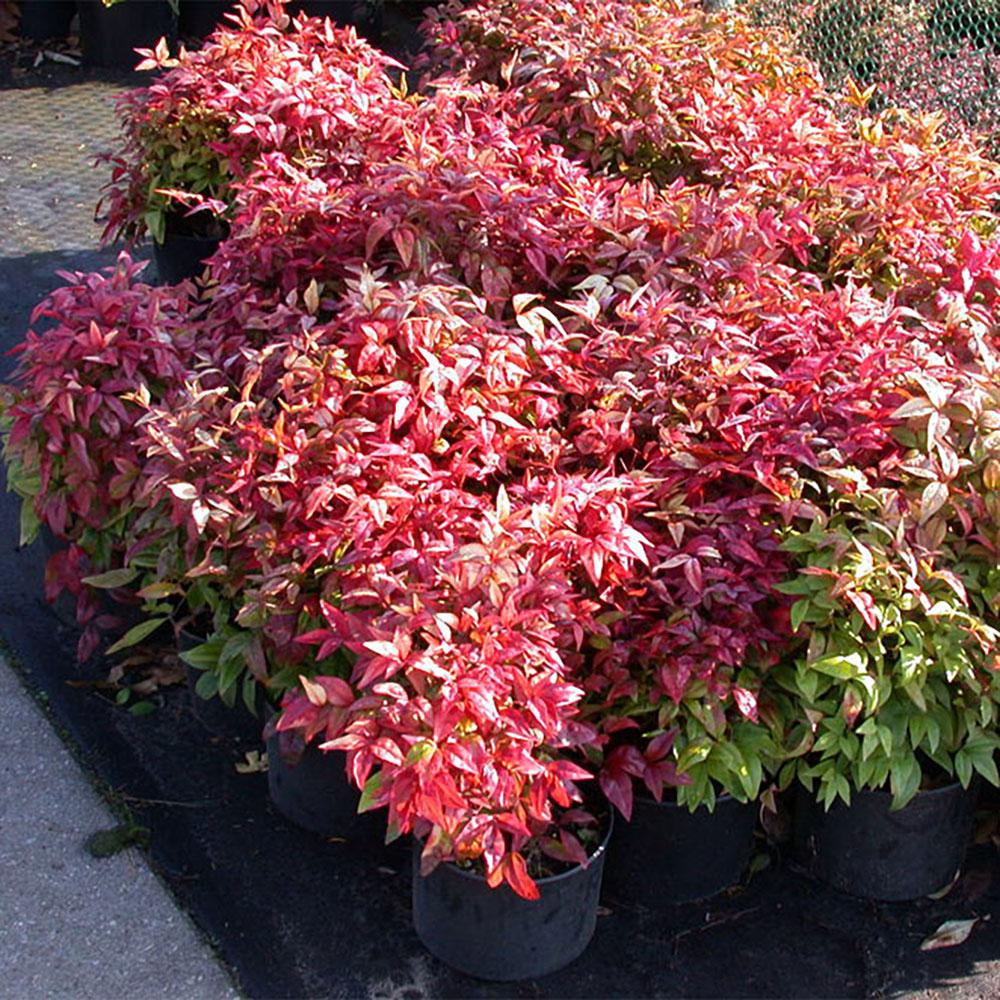 Nandina Domestica Firepower - View 17 from www redcrocus com