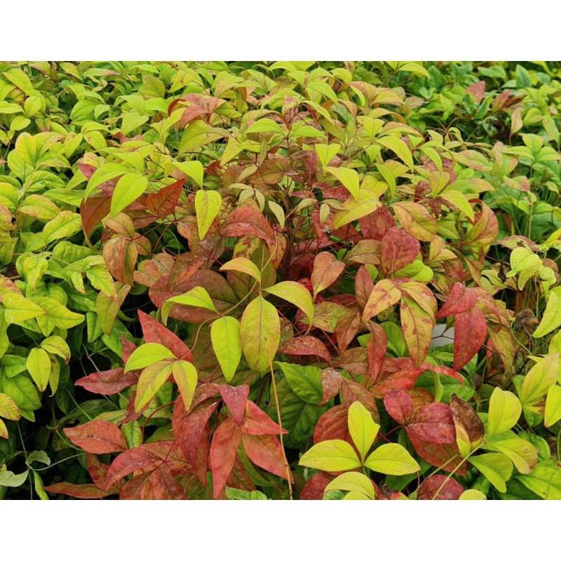 Nandina Domestica Firepower - View 18 from www redcrocus com