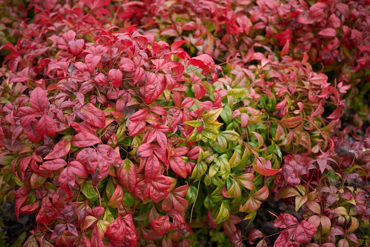 Nandina Domestica Firepower - View 20 from www redcrocus com