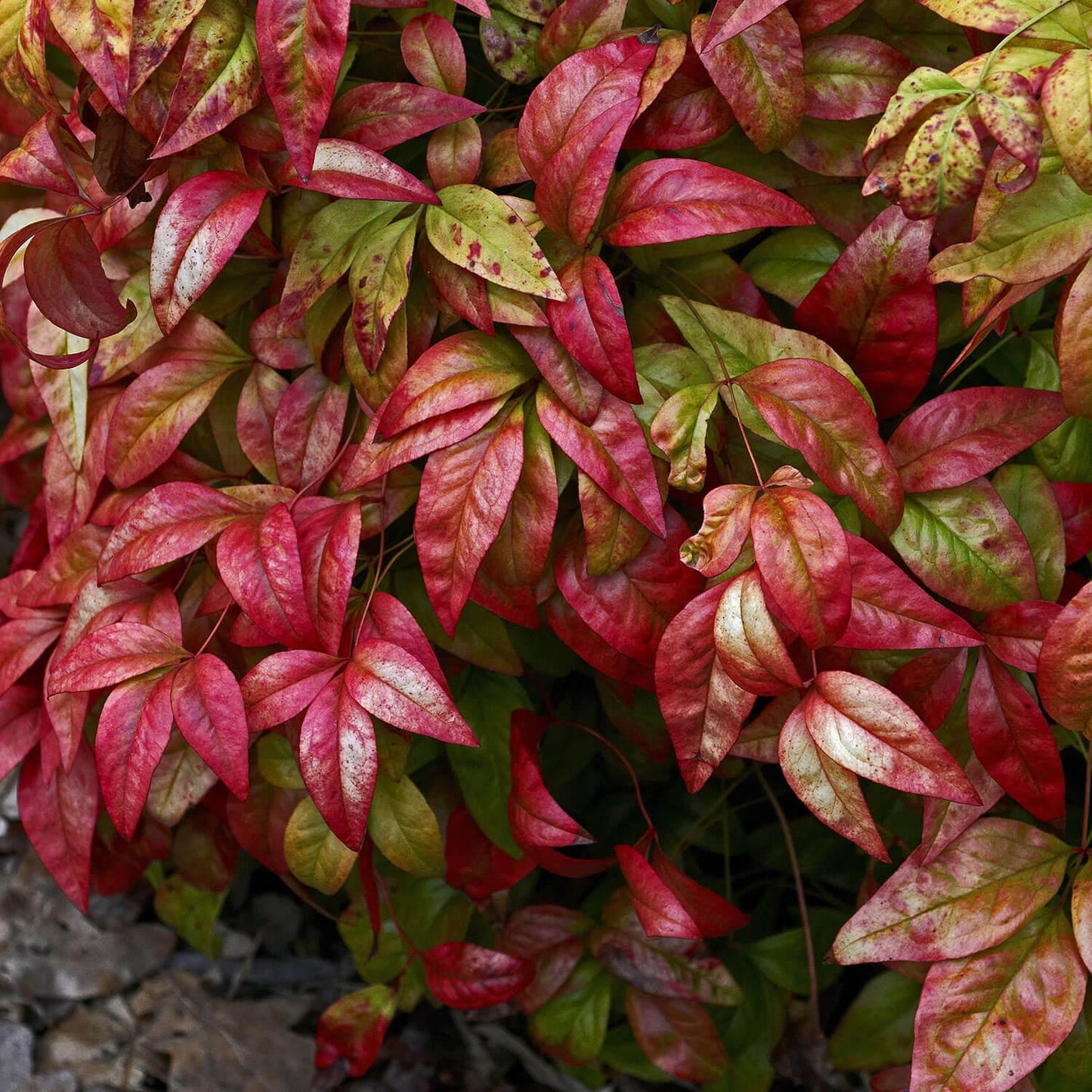 Nandina Domestica Firepower - View 2 from www redcrocus com