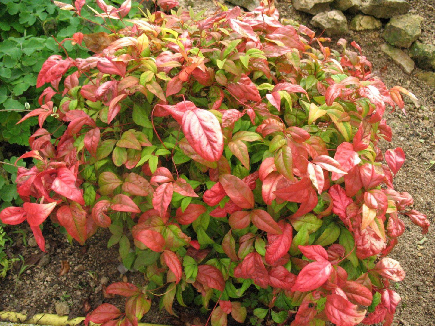 Nandina Domestica Firepower - View 3 from www redcrocus com