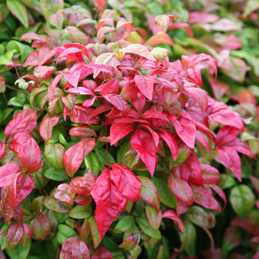 Nandina Domestica Firepower - View 4 from www redcrocus com
