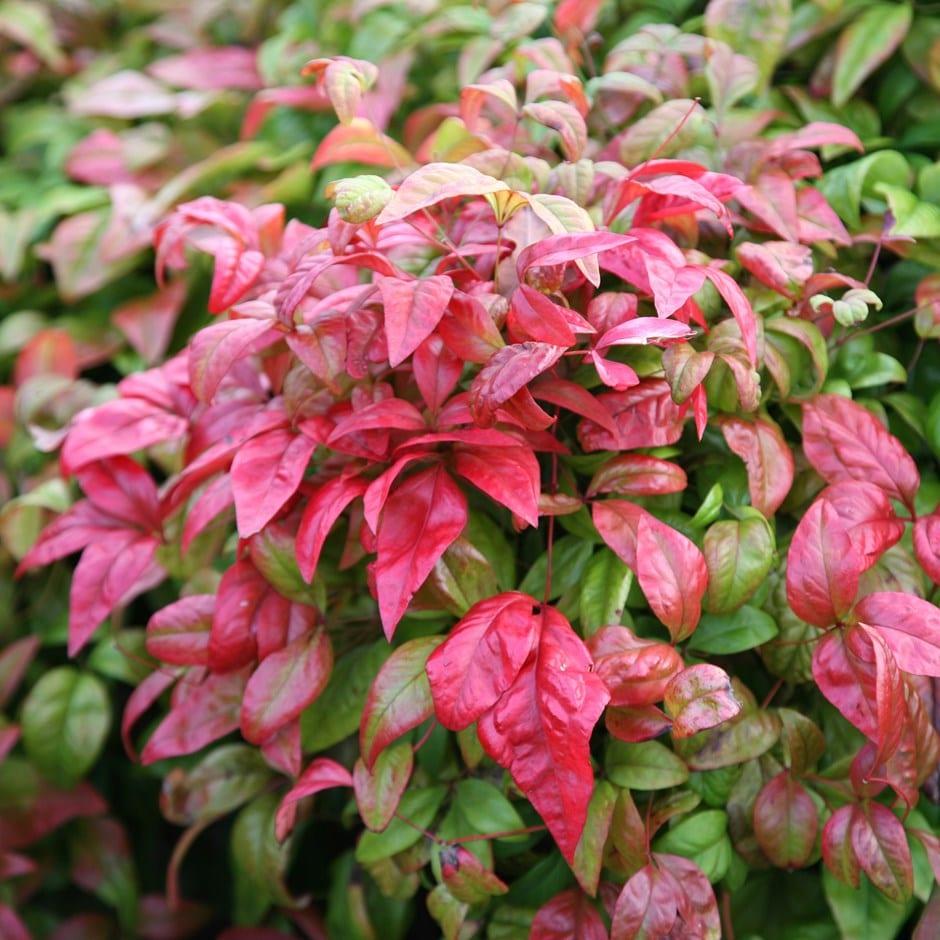 Nandina Domestica Firepower - View 5 from www redcrocus com