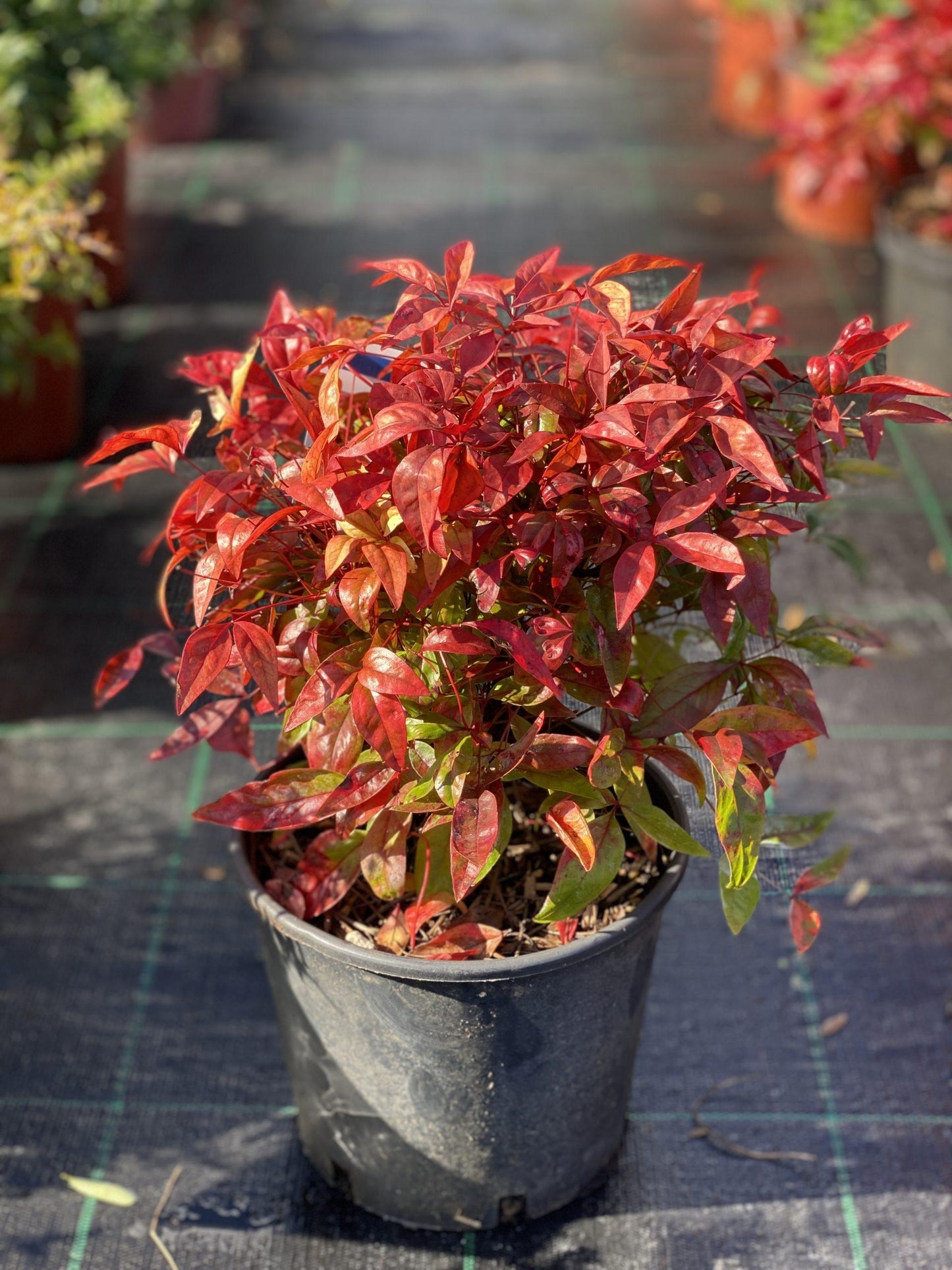 Nandina Domestica Firepower - View 6 from www redcrocus com