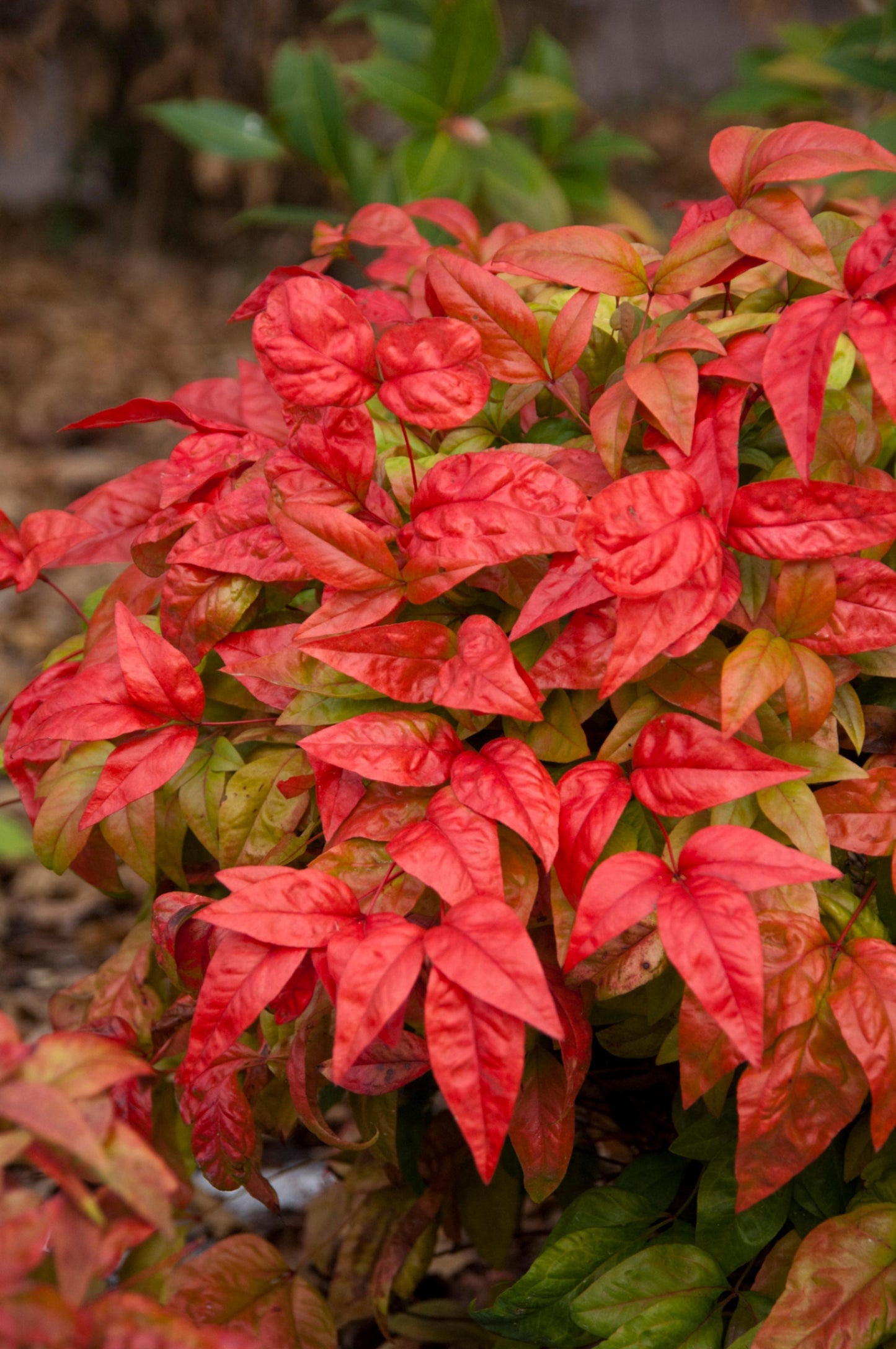 Nandina Domestica Firepower - View 7 from www redcrocus com