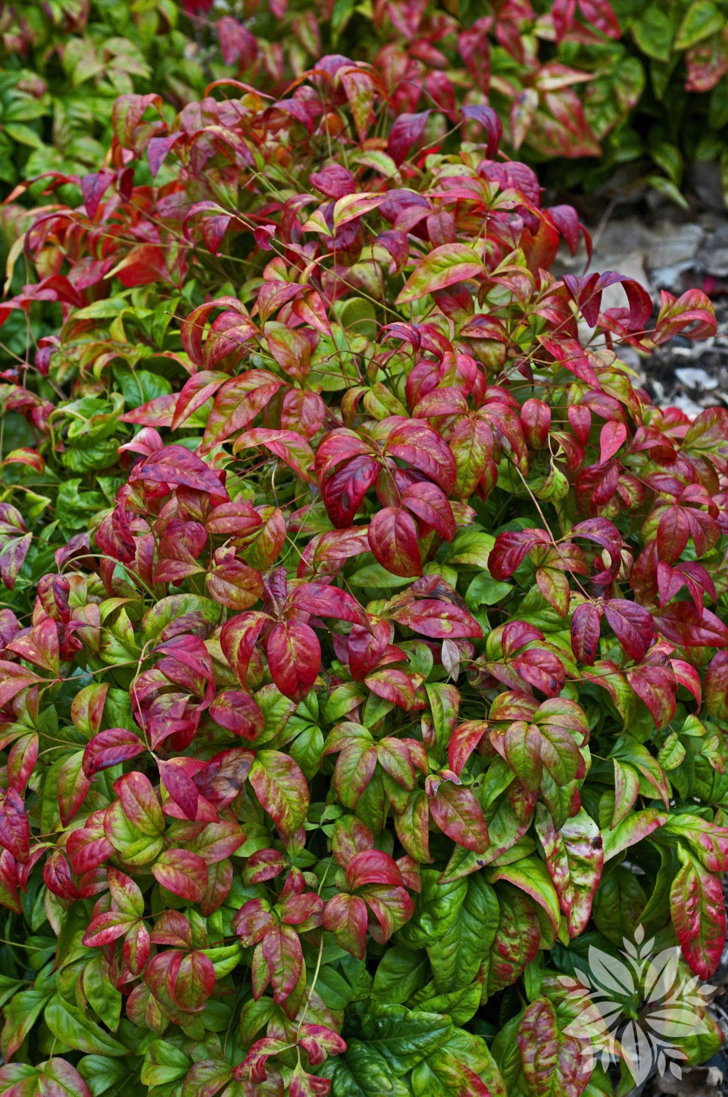 Nandina Domestica Firepower - View 8 from www redcrocus com